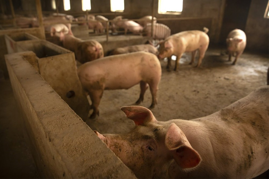 Việt Nam sản xuất thành công vaccine phòng bệnh tả lợn châu Phi 